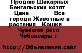 Продаю Шикарных Бенгальских котят › Цена ­ 17 000 - Все города Животные и растения » Кошки   . Чувашия респ.,Чебоксары г.